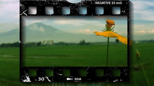 Close-up of yellow flowering plants on field