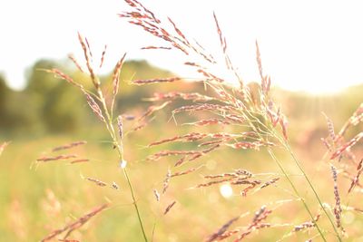 Close-up of fresh plants against sky