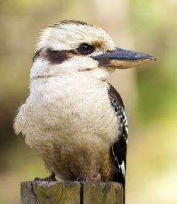 Close-up of bird perching on wooden post