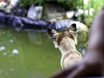 Close-up of dog