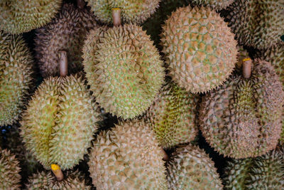 Full frame shot of succulent plant in market