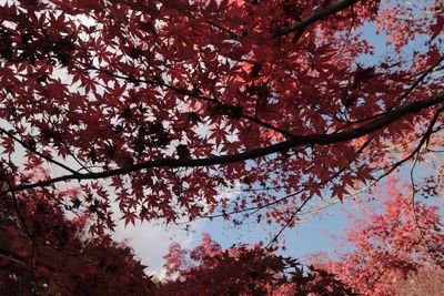 Low angle view of tree in autumn