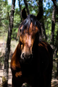 Expressive horse portrait looking at the camera