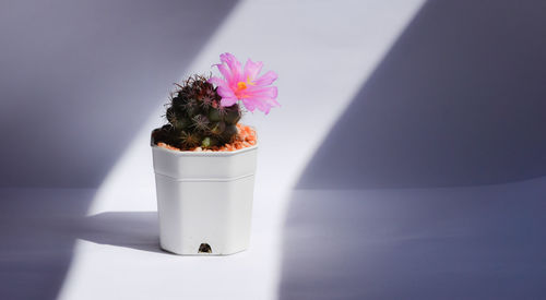 Pink flower of cactus in white pot.