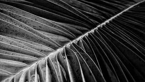 Close-up of leaves