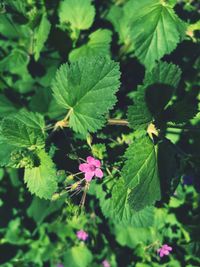 Close-up of pink flowering plant