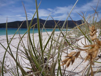 Grass growing on shore against calm blue sea