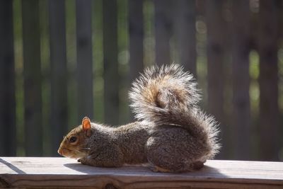 Side view of squirrel on ledge