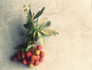 High angle view of berries on table against wall