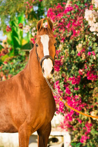 Horse standing in a flower