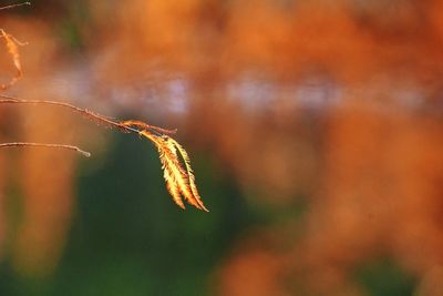 Close-up of autumn leaves on twig