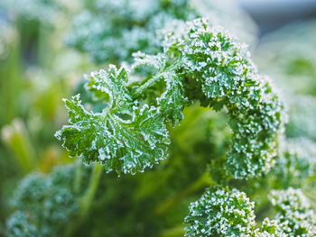 Close-up of fresh green plant