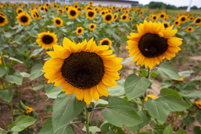 Close-up of yellow flowering plant