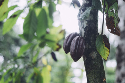 Close-up of leaf hanging on tree