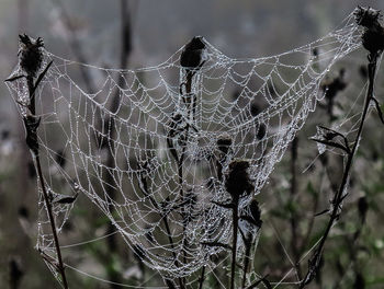 Close-up of wet spider web on plants