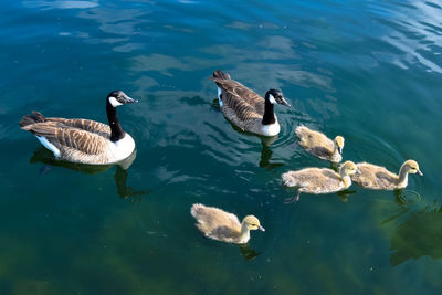 Two swimming in lake