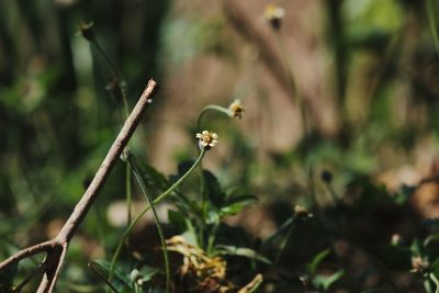 Close-up of white flowering plants on field