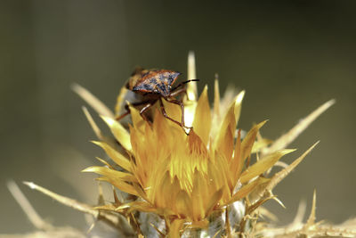 Close-up of insect pollinating on flower