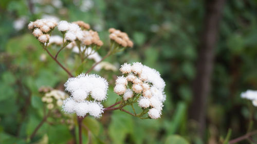 Close-up of white flowering plant on field