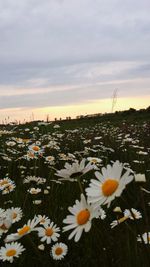 Close-up of crocus blooming against sky during sunset