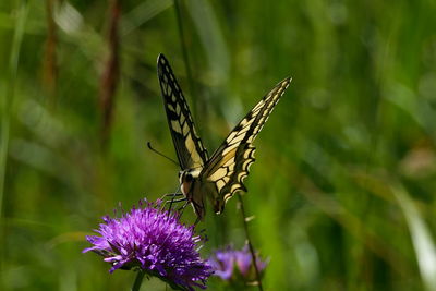 Close-up of butterfly pollinating on purple flower