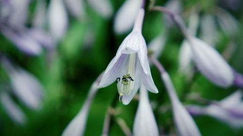 Close-up of insect on purple flower