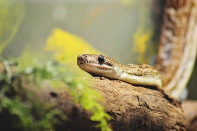 Close-up of lizard on tree