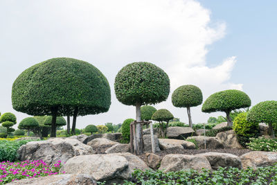 Plants growing in garden against sky