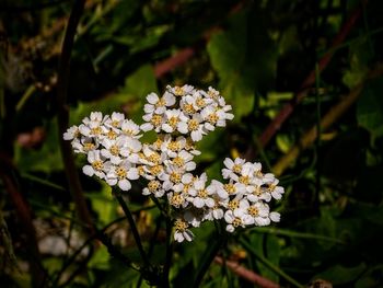 Close-up of white flowers blooming outdoors