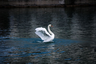 Swan swimming in lake