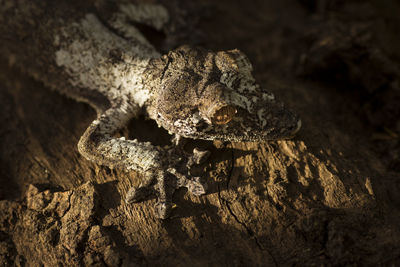 Close-up of lizard on rock