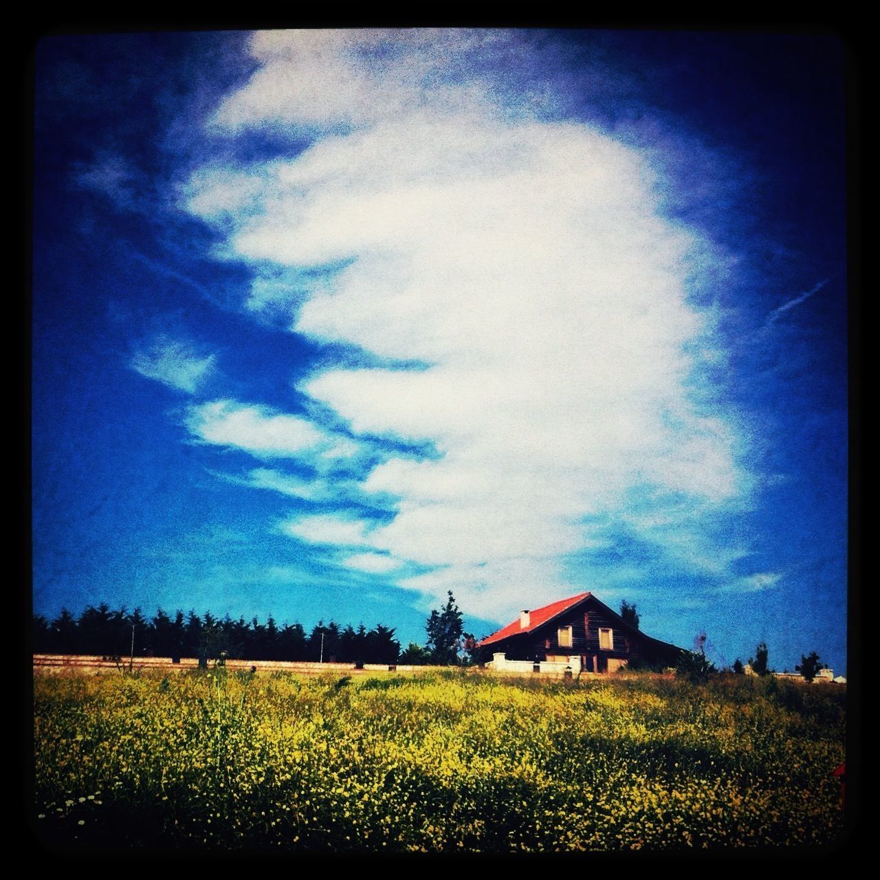 field, rural scene, agriculture, farm, sky, building exterior, landscape, built structure, growth, architecture, house, beauty in nature, crop, nature, flower, yellow, tranquil scene, blue, cloud - sky, grass