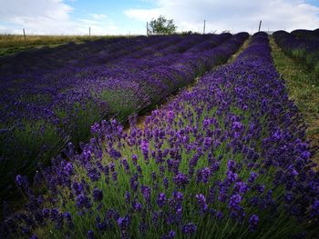 Scenic view of lavender growing on field against sky