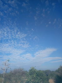 Low angle view of trees against blue sky