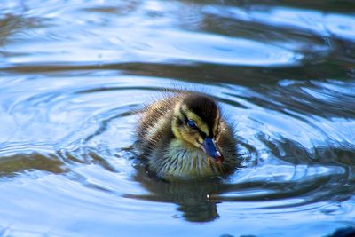 Duck swimming in lake