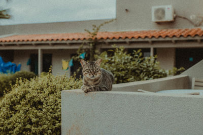 Cat sitting in a building