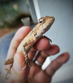 Close-up of hand holding lizard