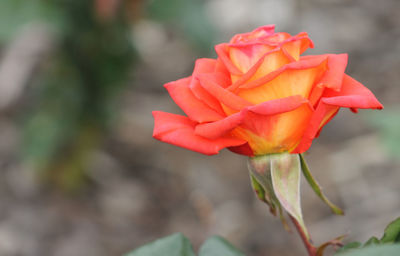 Close-up of red flower blooming outdoors