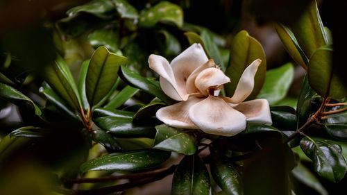 Close-up of white flowering plant