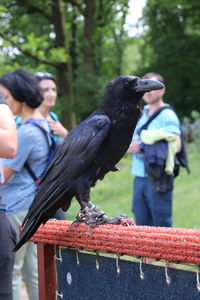 Close-up of crow