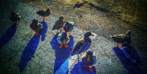 High angle view of birds perching on shadow