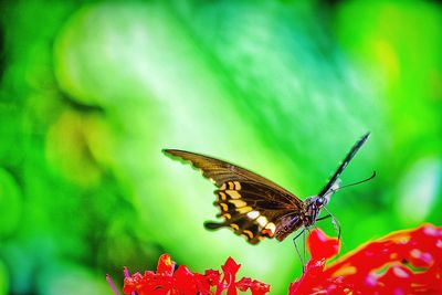 Close-up of butterfly on flower