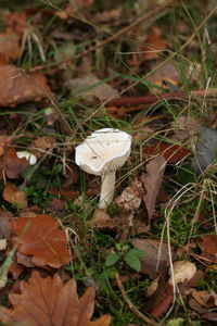 Close-up of mushroom growing on field