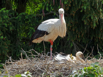 Bird perching on nest