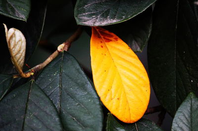 Close-up of butterfly on leaf