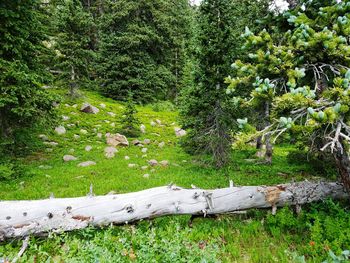 Trees growing in park