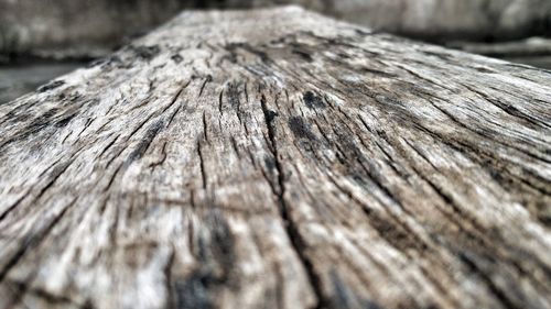 Close-up of tree stump