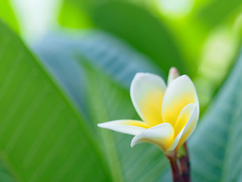 Close-up of frangipani blooming outdoors