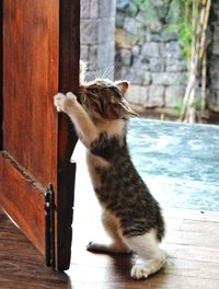 Cat sitting on wood