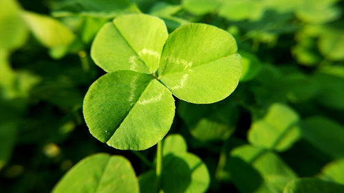 Full frame shot of fresh green leaves